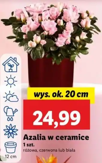 Lidl Azalia w ceramice oferta