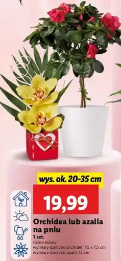 Lidl Orchidea lub azalia na pniu oferta