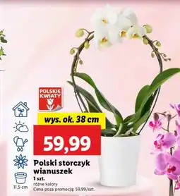 Lidl Polski storczyk wianuszek oferta