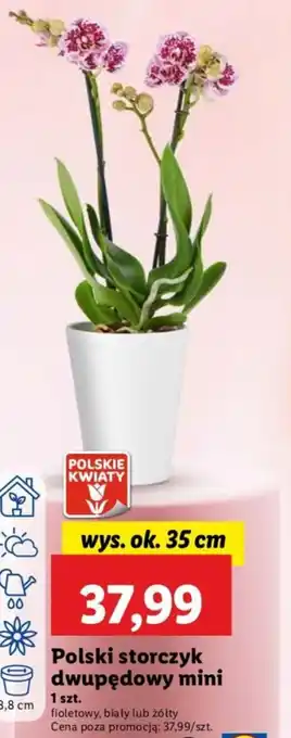 Lidl Polski storczyk dwupędowy mini oferta