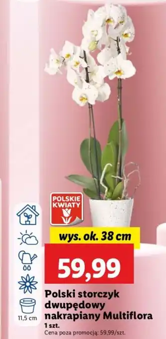 Lidl Polski storczyk dwupędowy nakrapiany Multiflora oferta