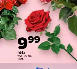 Netto Róża 50 cm oferta