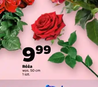 Netto Róża 50 cm oferta