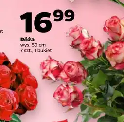 Netto Róża 50 cm oferta