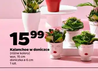 Netto Kalanchoe don. 15 cm oferta