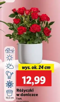 Lidl Różyczki 24 cm oferta