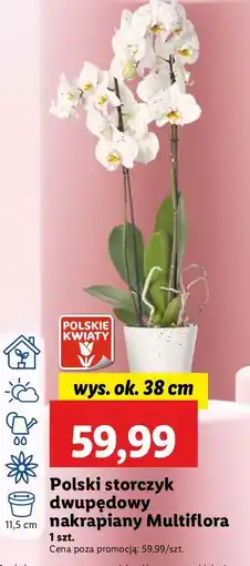 Lidl Storczyk dwupędowy oferta