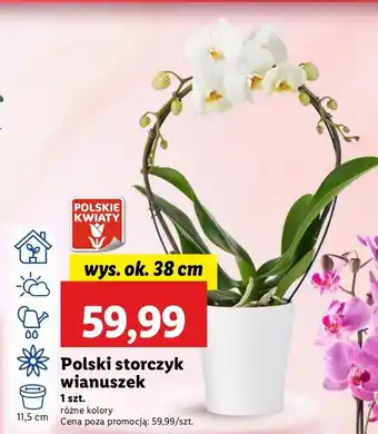 Lidl Storczyk wianuszek 38 cm oferta