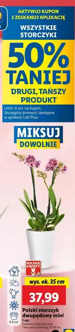 Lidl Storczyk dwupędowy mini 35 cm oferta