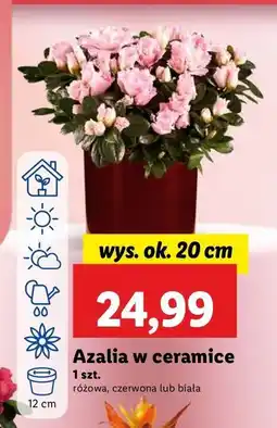 Lidl Azalia w ceramice 20 cm oferta