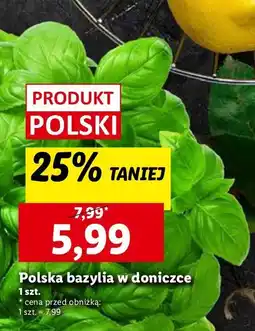 Lidl Bazylia oferta