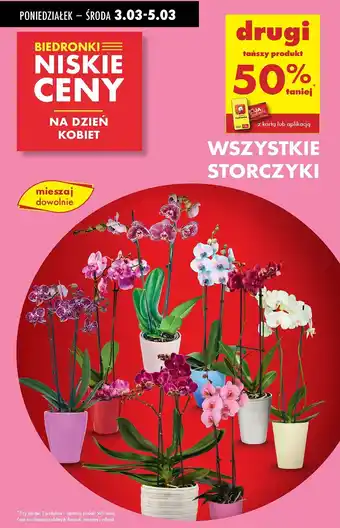 Biedronka Storczyk oferta