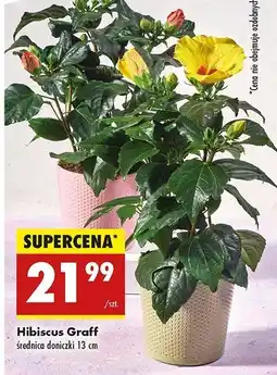 Biedronka Hibiscus graff oferta