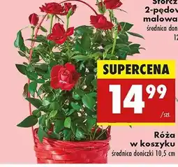 Biedronka Róża w koszu wiklinowym oferta