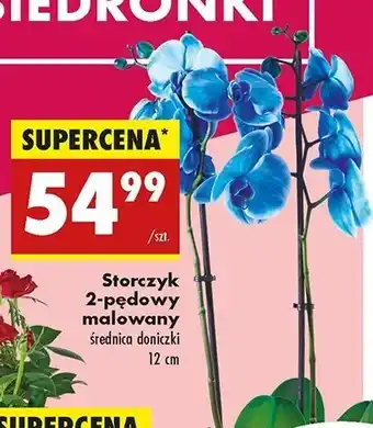 Biedronka Storczyk 2 pędowy oferta