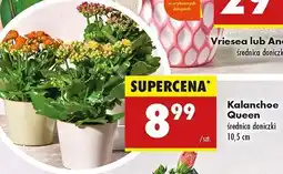 Biedronka Kalanchoe queen oferta