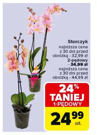 Carrefour Storczyk oferta