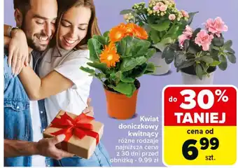 Carrefour Kwiat oferta