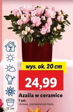 Lidl Azalia Ok oferta