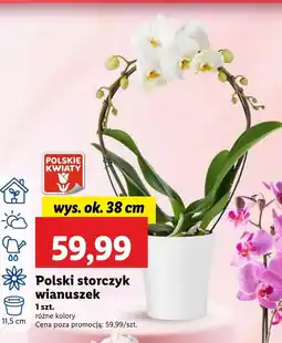 Lidl Storczyk Polskie kwiaty oferta