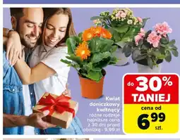 Carrefour Kwiat doniczkowy oferta