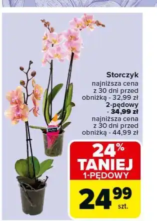 Carrefour Storczyk 2-pędowy oferta