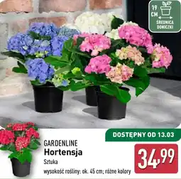 ALDI Hortensja Gardenline oferta