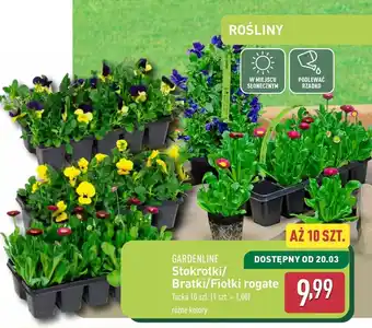 ALDI Kwiat Gardenline oferta