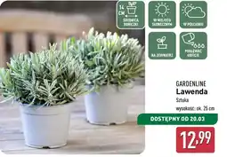 ALDI Lawenda Gardenline oferta