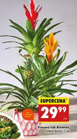 Biedronka Ananas oferta