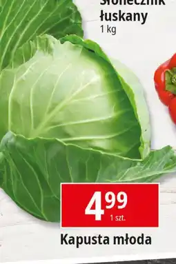 E.Leclerc Kapusta młoda oferta
