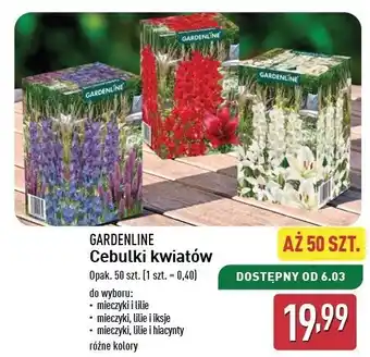 ALDI Cebulki mleczyki Gardenline oferta