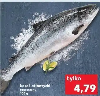 Kaufland Łosoś atlantycki patroszony oferta