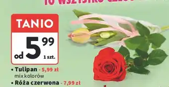 Intermarche Róża czerwona oferta