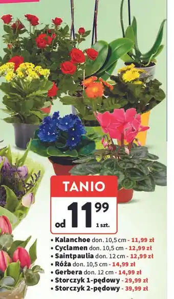 Intermarche Storczyk 2 pędowy oferta