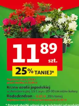 Auchan Azalia S! oferta