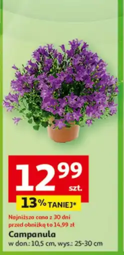 Auchan Campanula To ta! oferta