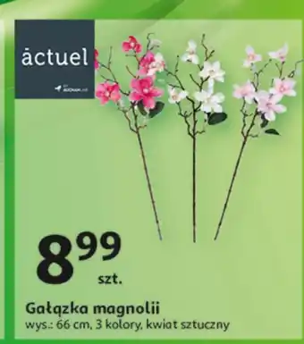 Auchan Magnolia Actuel oferta