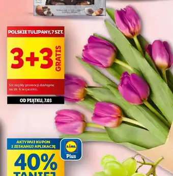 Lidl Polskie tulipany oferta