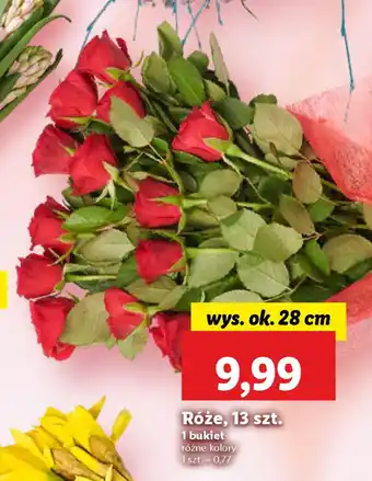 Lidl Róże oferta