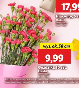 Lidl Goździki oferta
