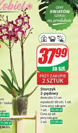 Dino Storczyk 2-pędowy oferta