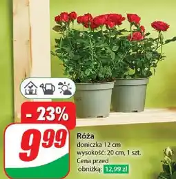 Dino Róża 12 cm oferta