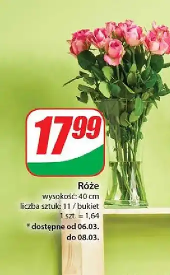 Dino Róże oferta