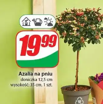 Dino Azalia na pniu oferta