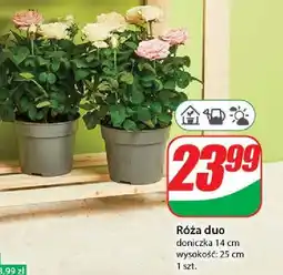 Dino Róża duo don. 14 cm oferta