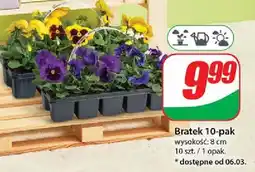 Dino Bratek oferta