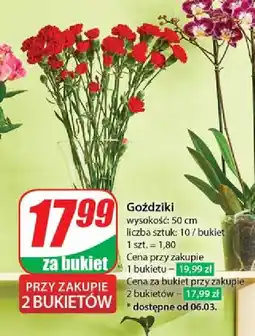 Dino Goździki oferta