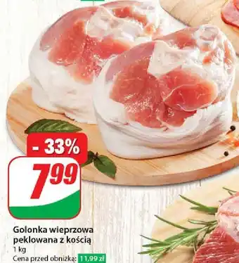 Dino Golonka z kością Agro Rydzyna oferta