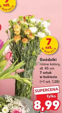 Kaufland Goździki oferta